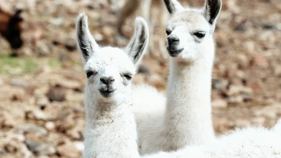 A terminal showing llama.cpp running on a Mac